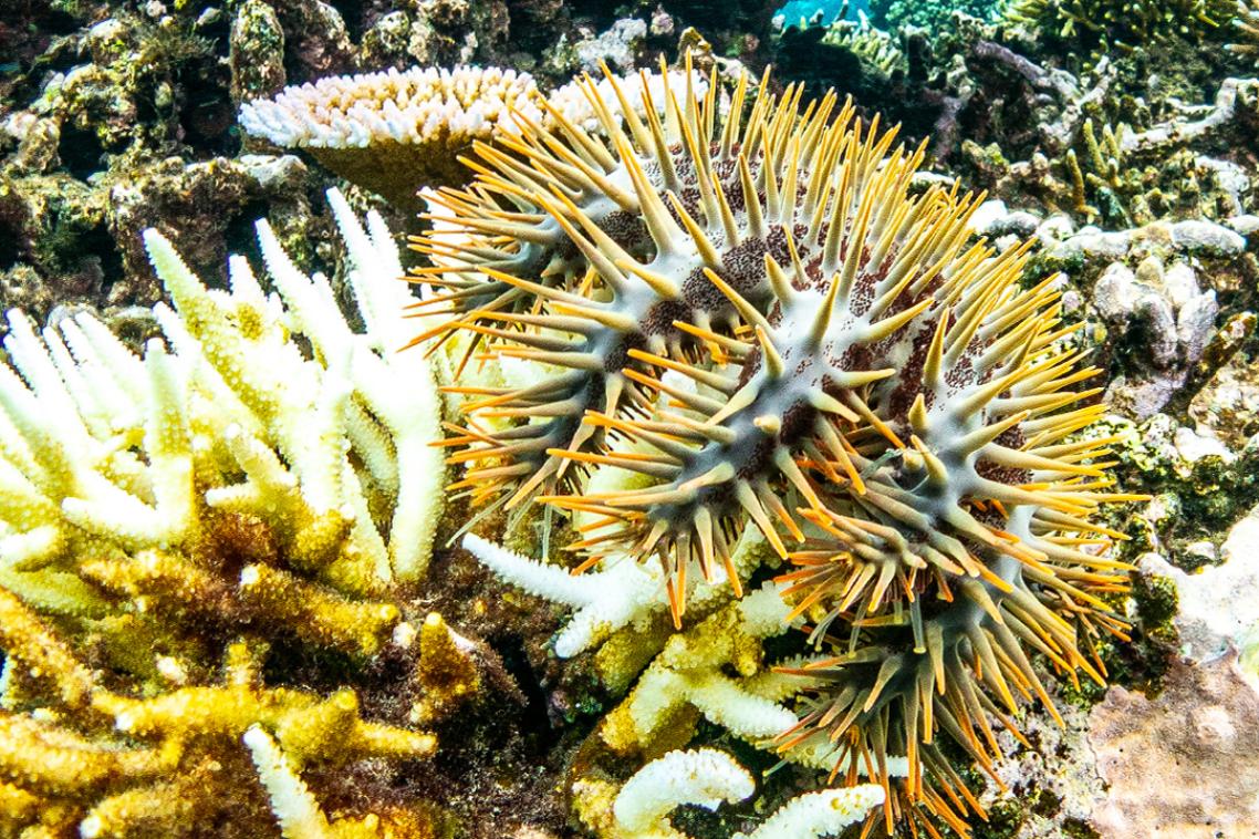 Crown-of-thorns starfish