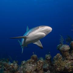a shark swims over coral