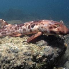 a walking shark walks over coral
